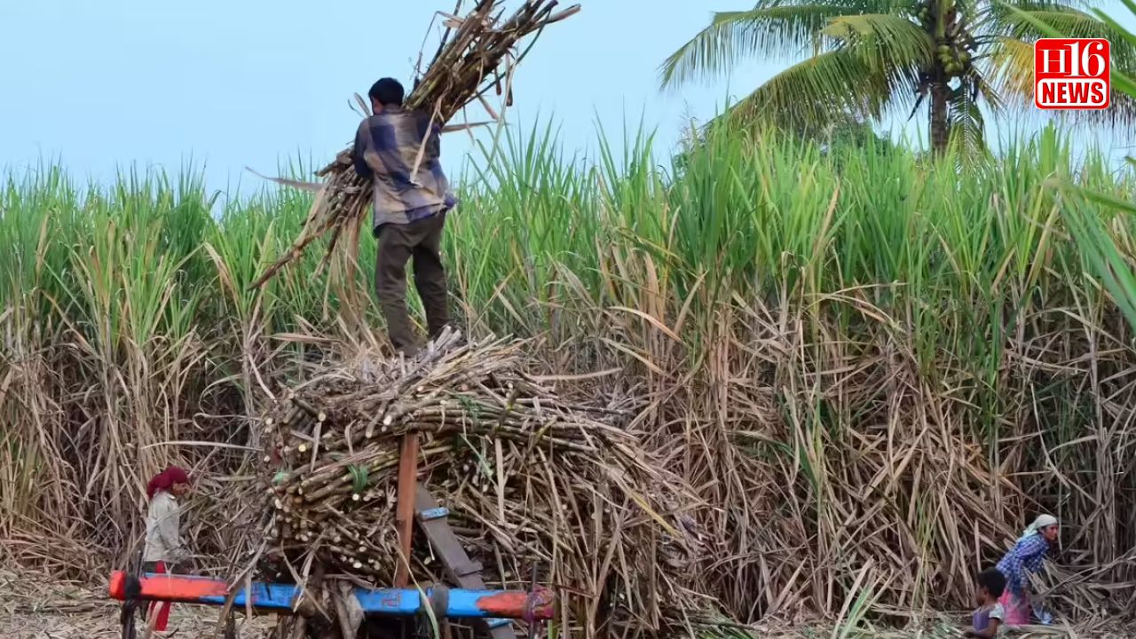 ಟನ್ ಕಬ್ಬಿಗೆ 3500 ರೂ. ಕೊಟ್ಟರೆ ಕಾರ್ಖಾನೆಗಳಿಗೆ ನಿಜಕ್ಕೂ ನಷ್ಟವಾಗುತ್ತಾ