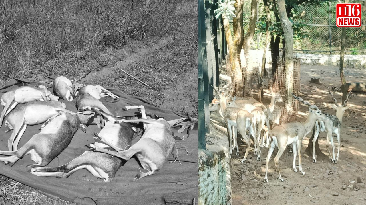 ಕಿತ್ತೂರು ರಾಣಿ ಚೆನ್ನಮ್ಮ ಮೃಗಾಲಯದಲ್ಲಿ 28 ಕೃಷ್ಣಮೃಗಗಳು ಸಾವು