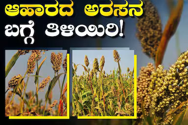 ಜೋಳವು ಆರೋಗ್ಯಕರ ಆಹಾರ ಪದ್ಧತಿಯಲ್ಲಿ ಅತ್ಯಗತ್ಯ ಪಾತ್ರ ವಹಿಸುವ ಪೌಷ್ಟಿಕಾಂಶದ ಶಕ್ತಿಶಾಲಿ ಧಾನ್ಯವಾಗಿದೆ.
