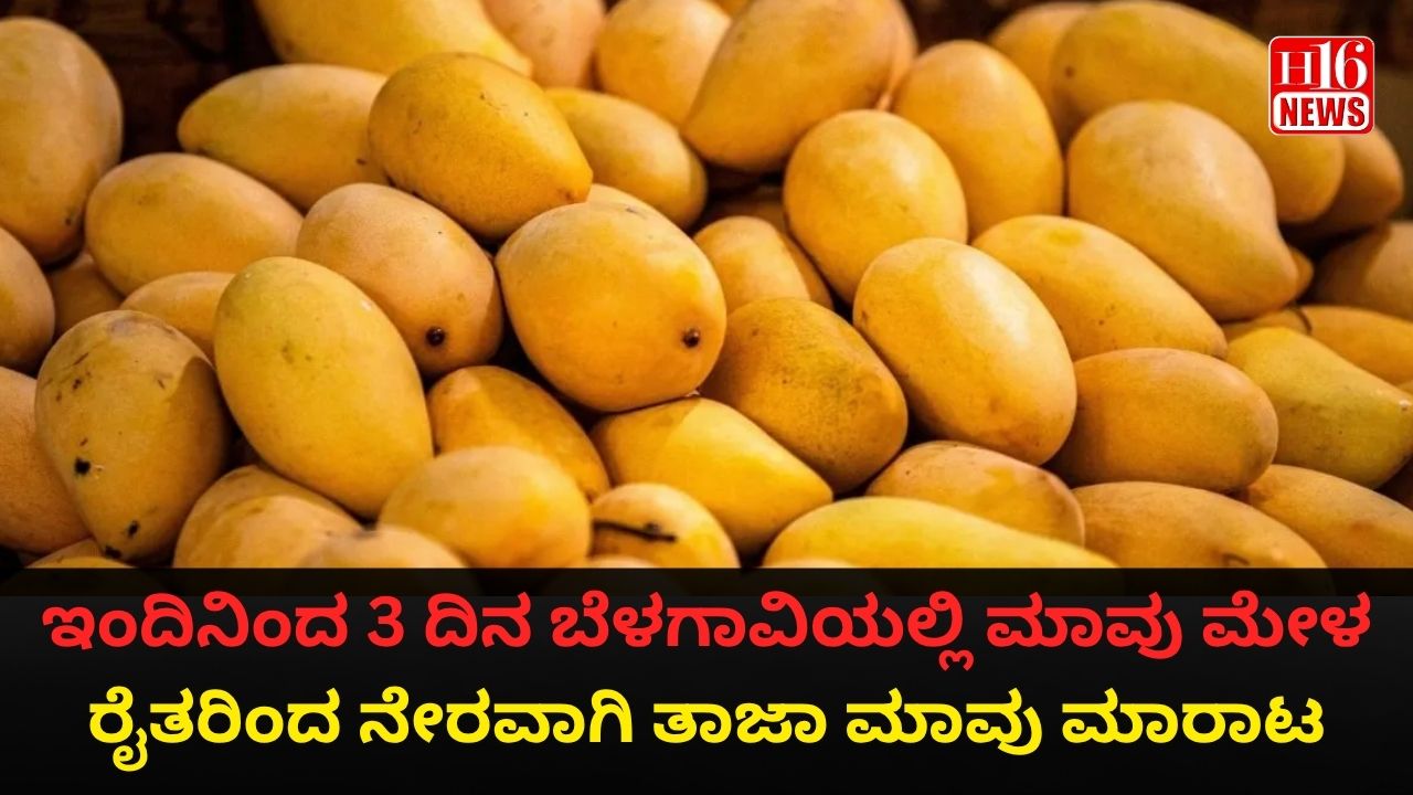 ಇಂದಿನಿಂದ 3 ದಿನ ಬೆಳಗಾವಿಯಲ್ಲಿ ಮಾವು ಮೇಳ : ರೈತರಿಂದ ನೇರವಾಗಿ ತಾಜಾ ಮಾವು ಮಾರಾಟ