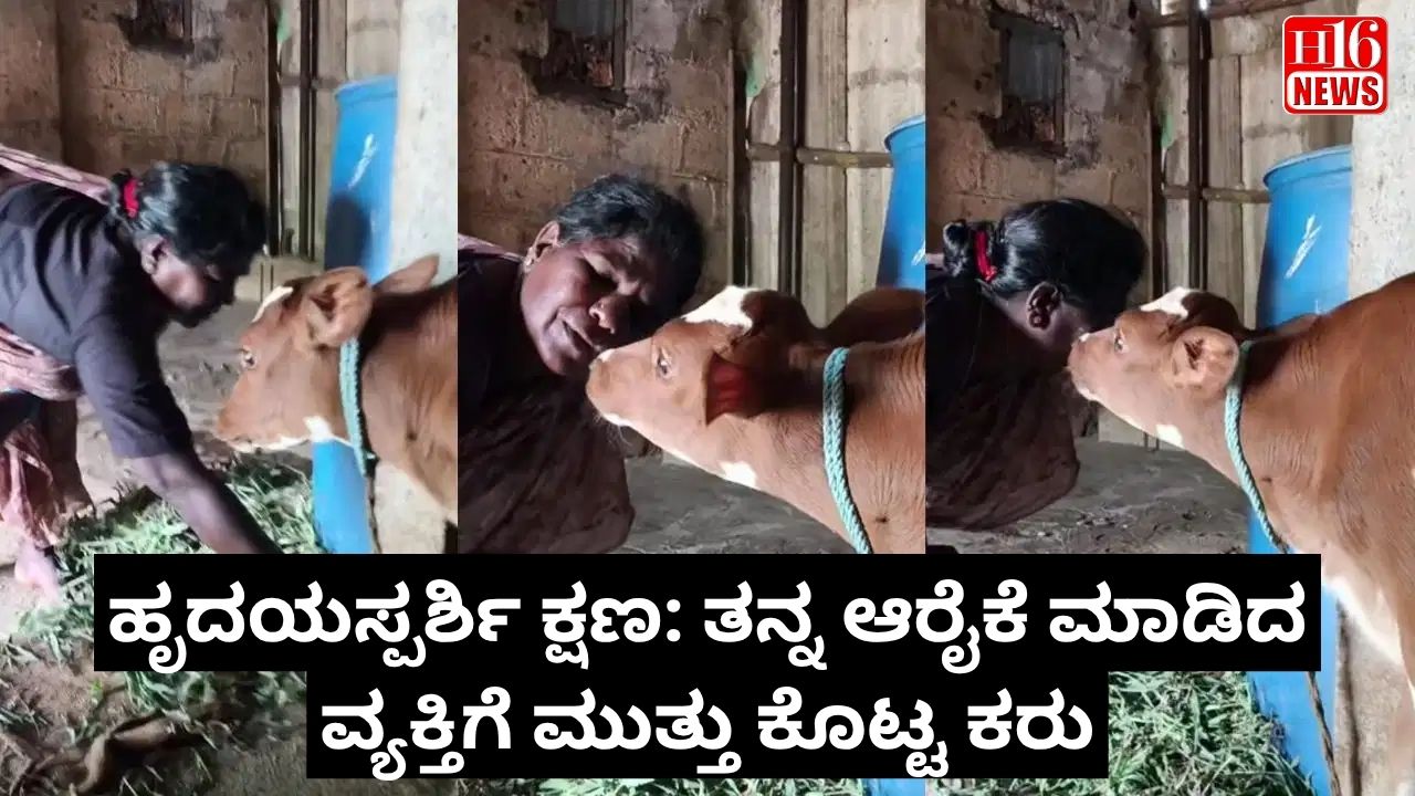 ಹೃದಯಸ್ಪರ್ಶಿ ಕ್ಷಣ: ತನ್ನ ಆರೈಕೆ ಮಾಡಿದ ವ್ಯಕ್ತಿಗೆ ಮುತ್ತು ಕೊಟ್ಟ ಕರು