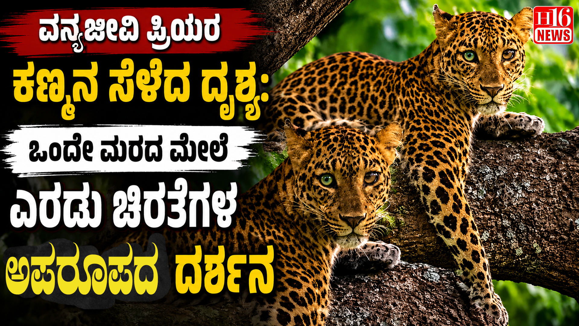 ವನ್ಯಜೀವಿ ಪ್ರಿಯರ ಕಣ್ಮನ ಸೆಳೆದ ದೃಶ್ಯ: ಒಂದೇ ಮರದ ಮೇಲೆ ಎರಡು ಚಿರತೆಗಳ ಅಪರೂಪದ ದರ್ಶನ