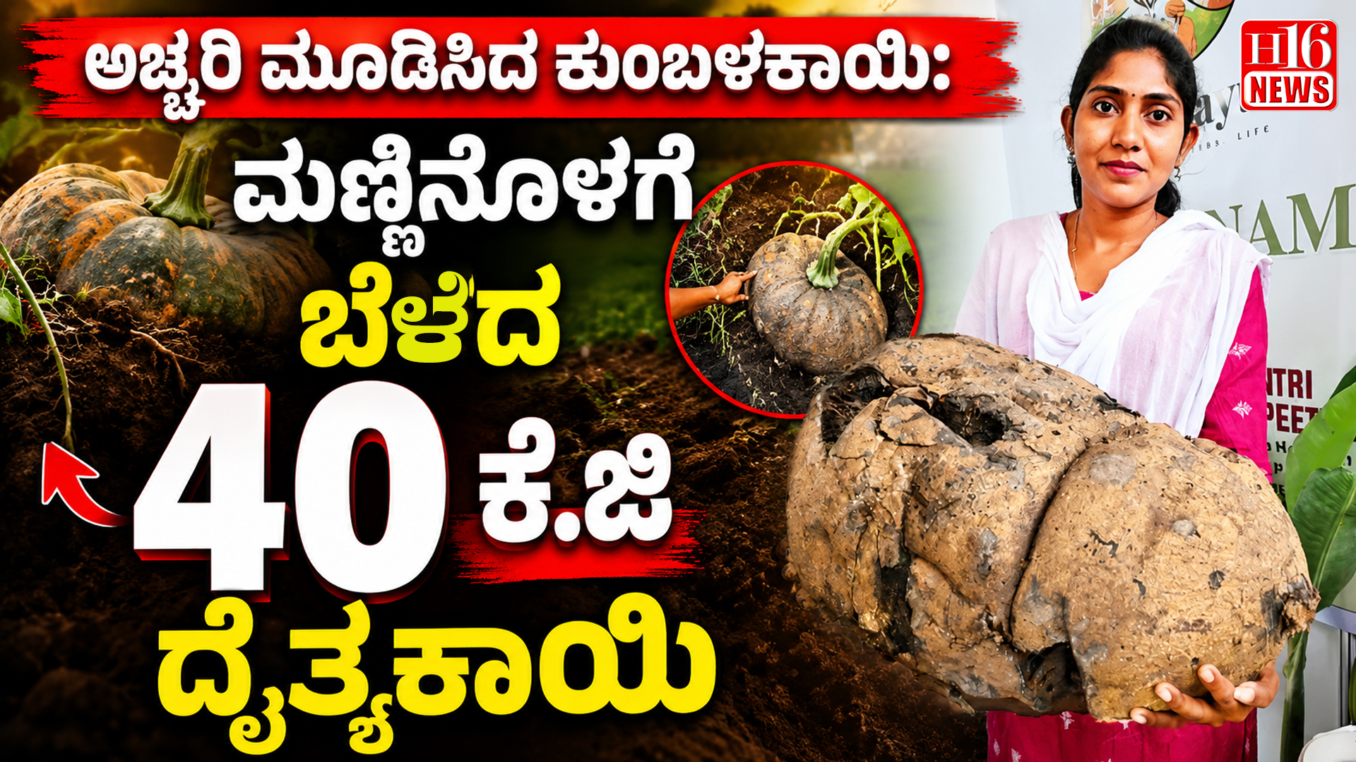 ಅಚ್ಚರಿ ಮೂಡಿಸಿದ ಕುಂಬಳಕಾಯಿ: ಮಣ್ಣಿನೊಳಗೆ ಬೆಳೆದ 40 ಕೆ.ಜಿ ದೈತ್ಯಕಾಯಿ
